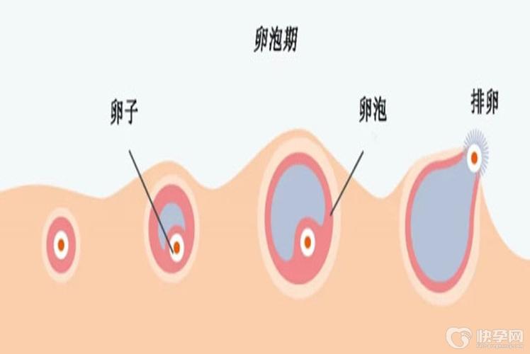 国内可以供卵试管吗(国内可供卵试管婴儿的相关政策及流程介绍)